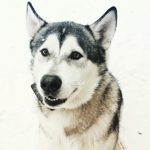 Malamute in snow from Instagram