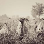 Ethiopian Camel herd